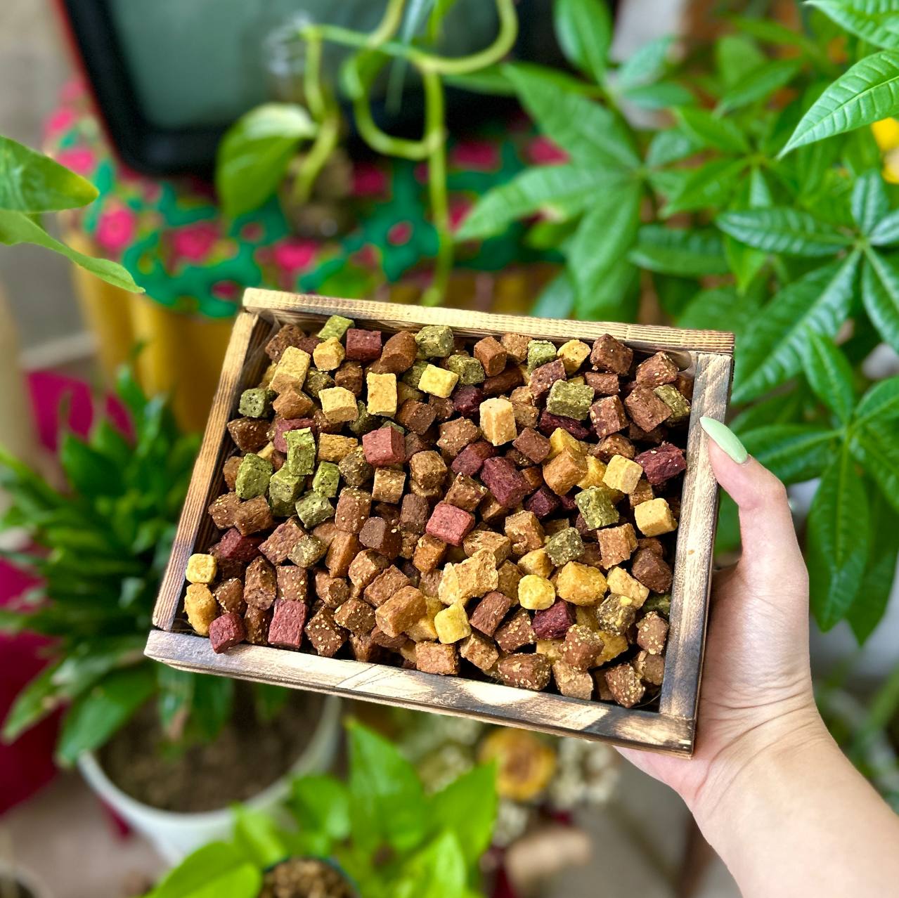 سینی میوه حبه